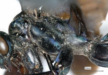 Media type: image;   Entomology 27349 Aspect: thorax lateral